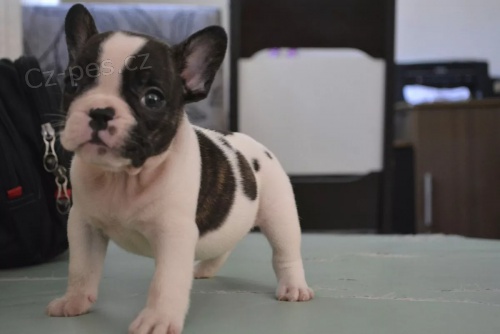 �t��ata francouzsk�ho buldo�ka