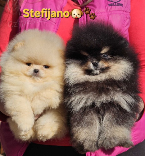 Pomeranian BOO �medv�dci�, �t��ata pomeransk�ho �pice
