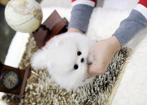 Roztomil� �t��ata pomeransk�ho ov��ka