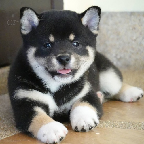 �t��ata Akita Inu