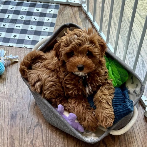 �t��ata Cockapoo