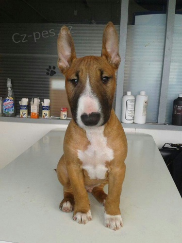 BULLTERI�RA MINI