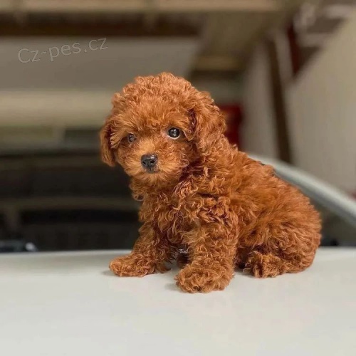 Kr�sn� �t��ata toy pudla.