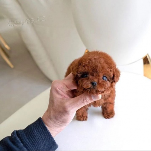 Kr�sn� �t��ata toy pudla.