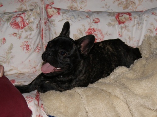 Francouzsk� buldo�ek 