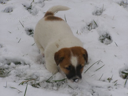 Jack Russell Teri�r (�t���tka s PP)