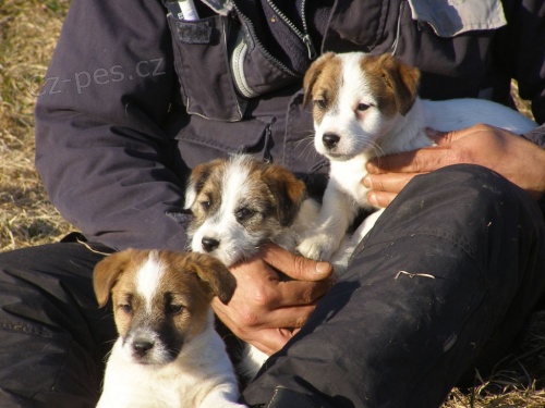 �t���tka Jack Russell Teri�r (JRT) s pp