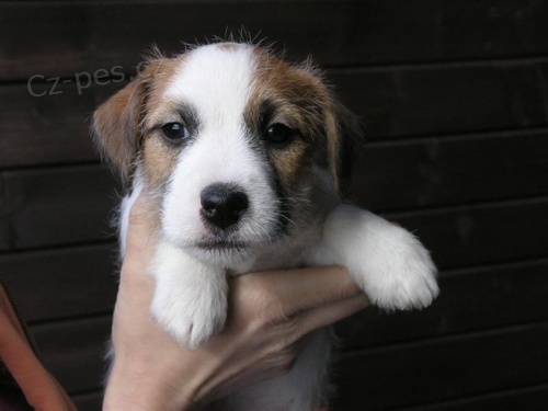 Inzer�t - Prod�m �t���tka Jack Russell Teri�ra