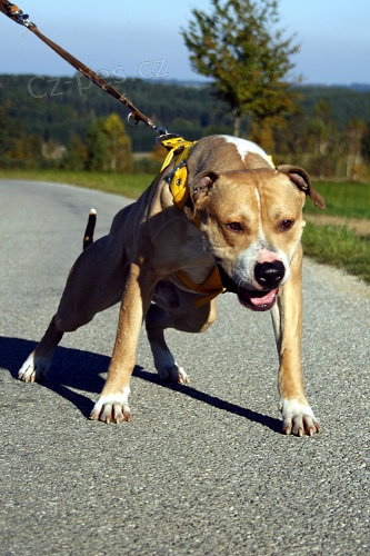 Nab�z�m ke kryt� �ty�let�ho psa APBT/ Pitbull