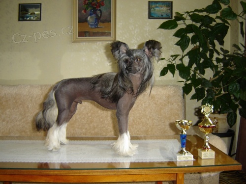 Nab�dka ke kryt� - ��nsk� chocholat� pes