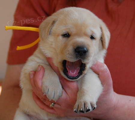 Labrador - �t���tka s PP