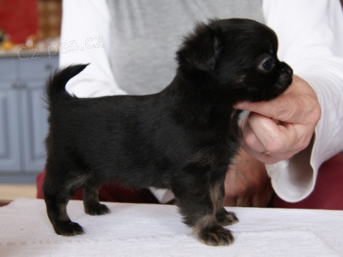 �ivava dlouhosrst� 