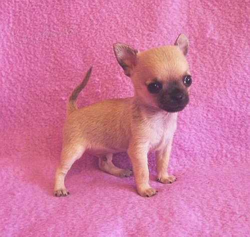 �ivava - �t���tko - zad�m pejska hladkosrst�ho s PP