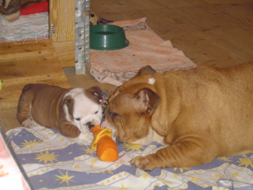 Anglick� buldok - prodej