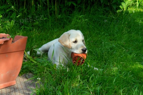 Labrador-smetanov� fene�ka