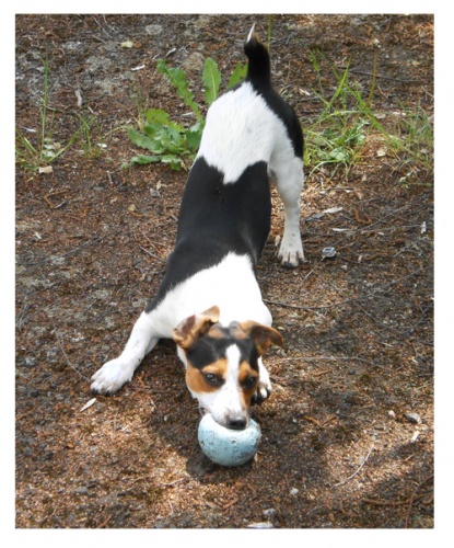 Jack Russell Terier- kryt�