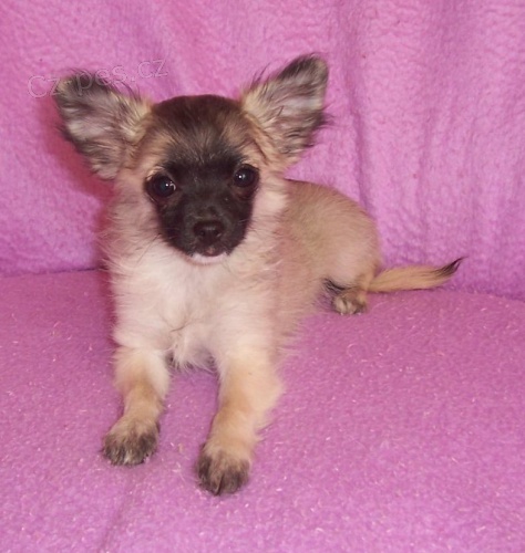 �ivava-chihuahua-fenka(�t�n�) s PP