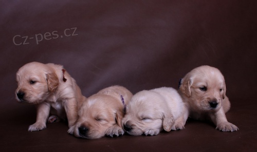 Zlat� retriever s PP