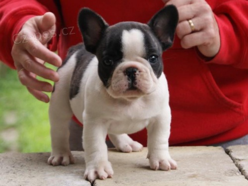 Francouzsk� buldo�ek