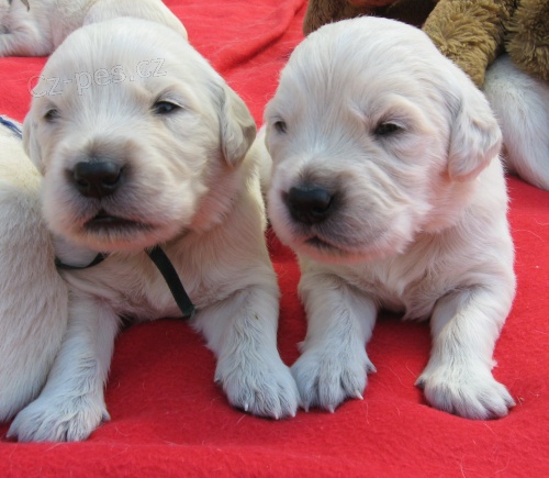 �t��ata zlat�ho retr�vra s PP