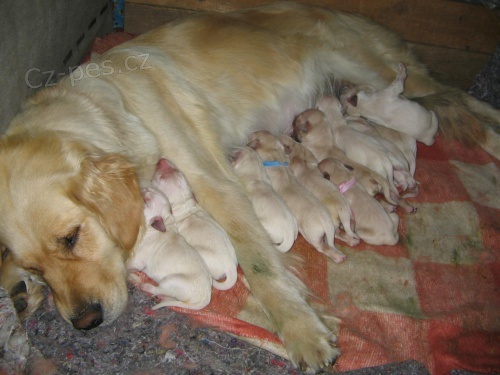 Prod�m �t��ata zlat�ho retr�vra bez PP