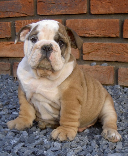 anglick� buldok s PP / buldog / bulldog