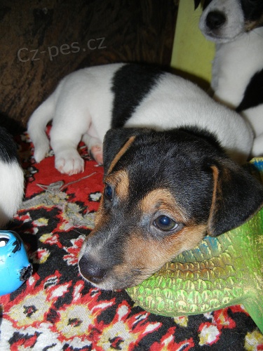 KR�SN� PEJSEK JACK RUSSELL TERIER - PO RODI��CH S PP