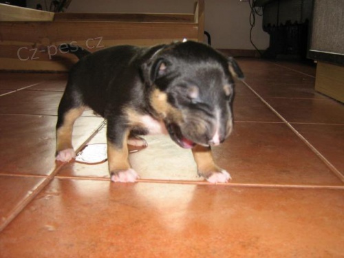 Bulterier s PP �t���tka