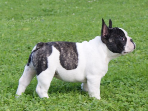 Francouzsk� buldo�ek s PP 