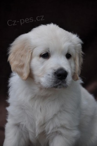 �t�n� zlat�ho retr�vra s PP 