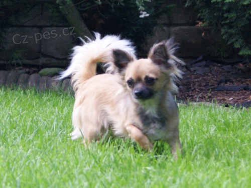 �ivava dlouhosrst� s PP 