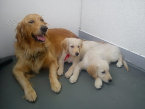 �t���tka Zlat�ho retr�vra bez PP