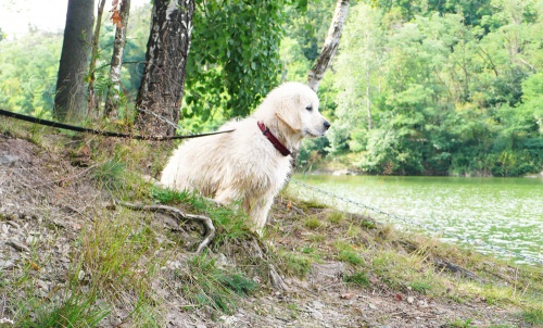 Pejsek Zlat�ho retrievera k ODB�RU IHNED!