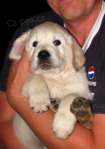 ZLAT� RETRIEVER �T��ATA S PP