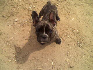 Francouzsk� buldo�ek na kryt� 