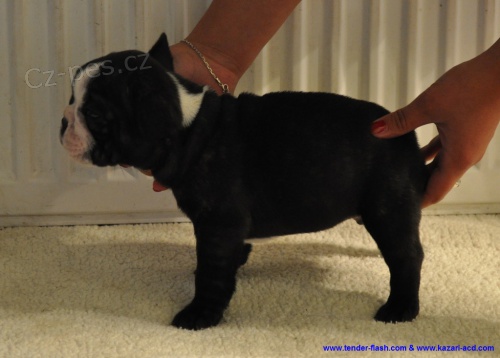 Francouzsk� buldo�ek