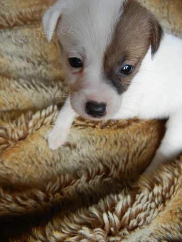 PEJSEK JACK RUSSELL TERIER, RODI�E S PP, KR�SN� ZBARVEN� 
