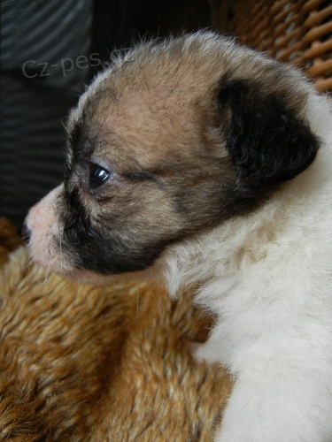 PROD�M �T��� PO RODI��CH S PP JACK RUSSELL TERIER