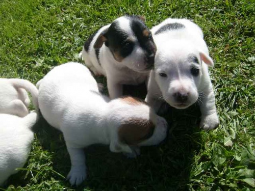 Jack russel terier �t���tka