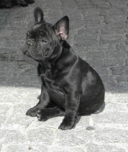 Francouzsk� buldo�ek - �t��ata s PP