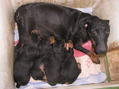 �t��ata Jagdteriera