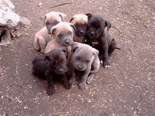 bandog �t��ata