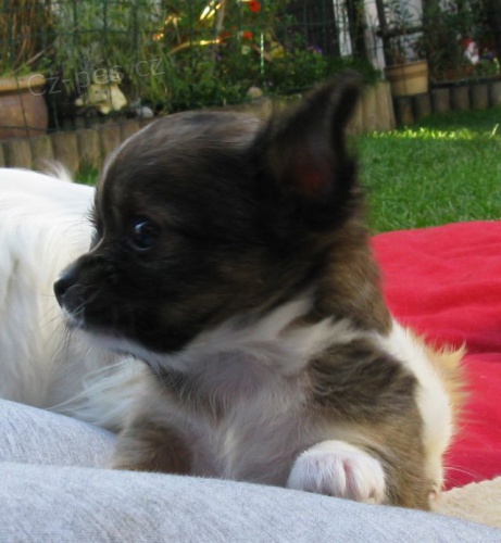 �ivava dlouhosrst� s PP 