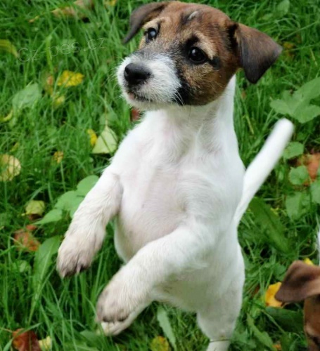 �t���tka JRT s PP k odb�ru!!