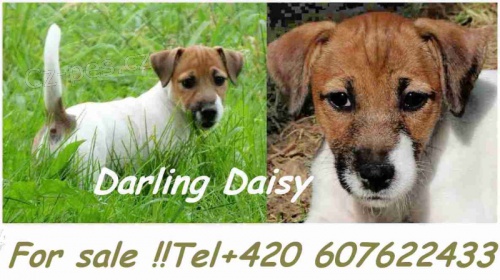 Voln� dv� fene�ky s PP!!