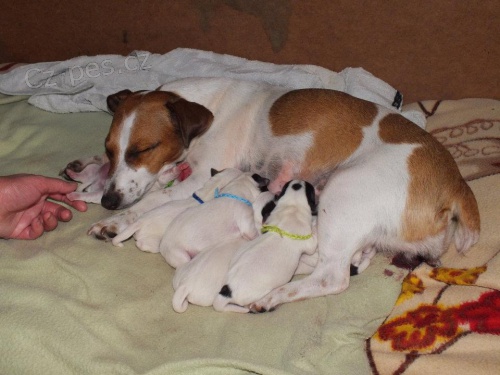 �t���tka Jack Russel teri�r