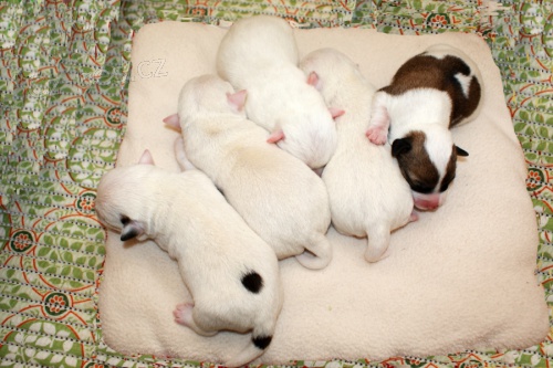 Jack bez PP po rod s PP