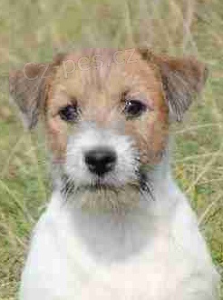 Posledn� voln� pejsek JRT s PP!!