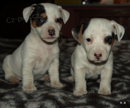 jack russell terier