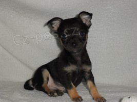 �ivava - pejsek bez pp